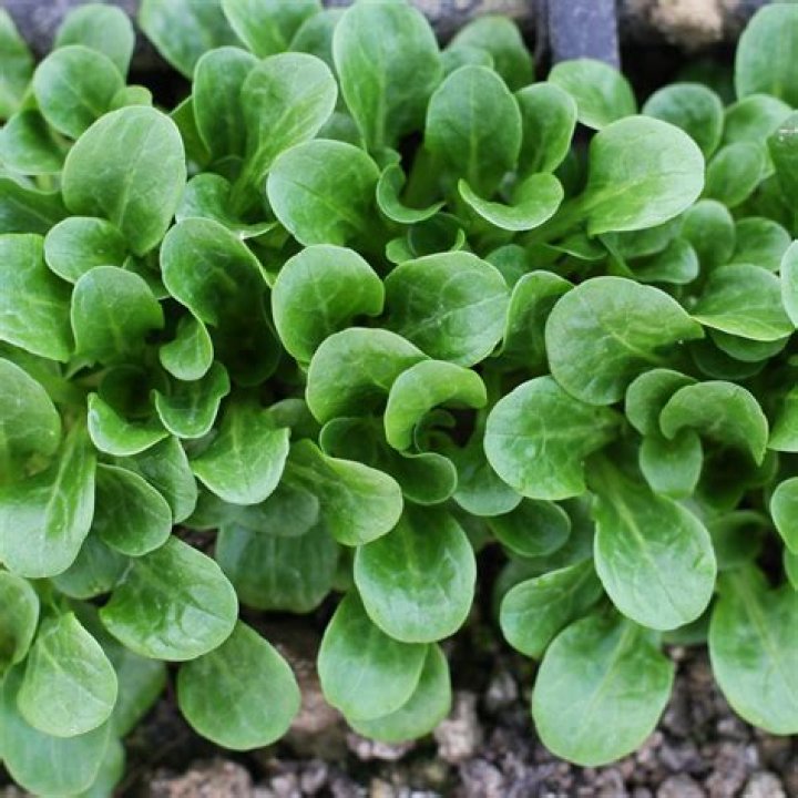 Why is it called lambs lettuce