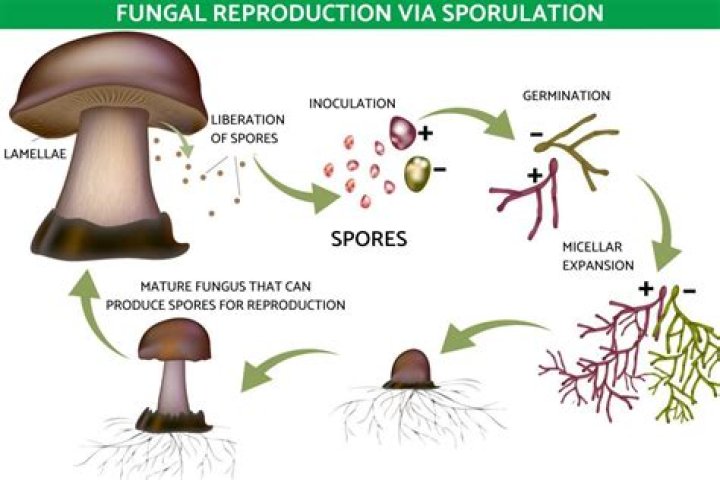 Why is it important to kill spores
