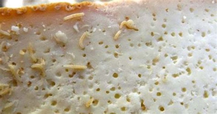 Why is maggot cheese illegal?