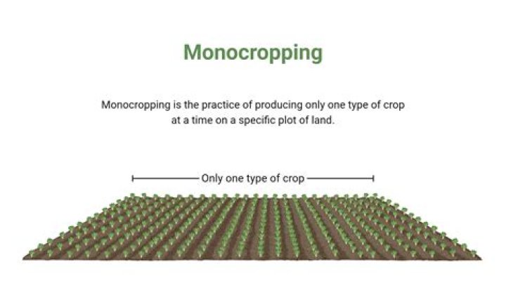Why is Monocropping bad?