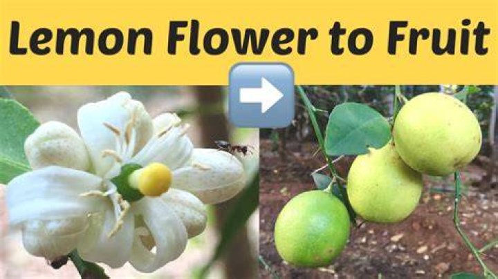 Why is my lemon tree producing small lemons