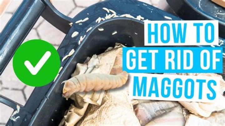 Why is there maggots in my bin