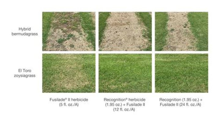 Will 2 4 d kill my grass