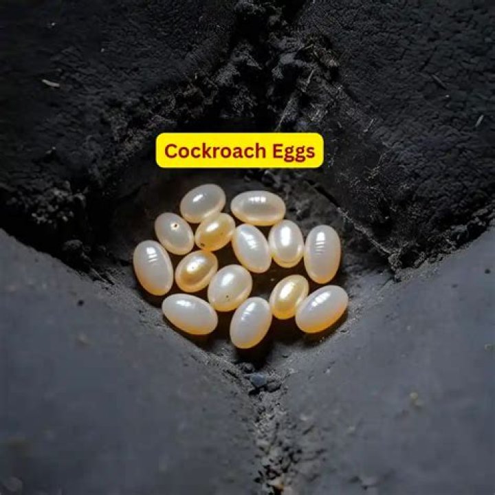 Will bleach kill wax moth eggs