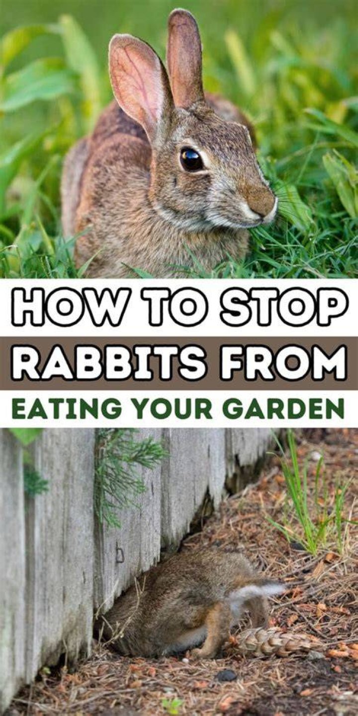 Will bone meal deter rabbits