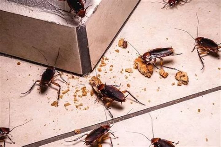 Will borax kill cockroaches
