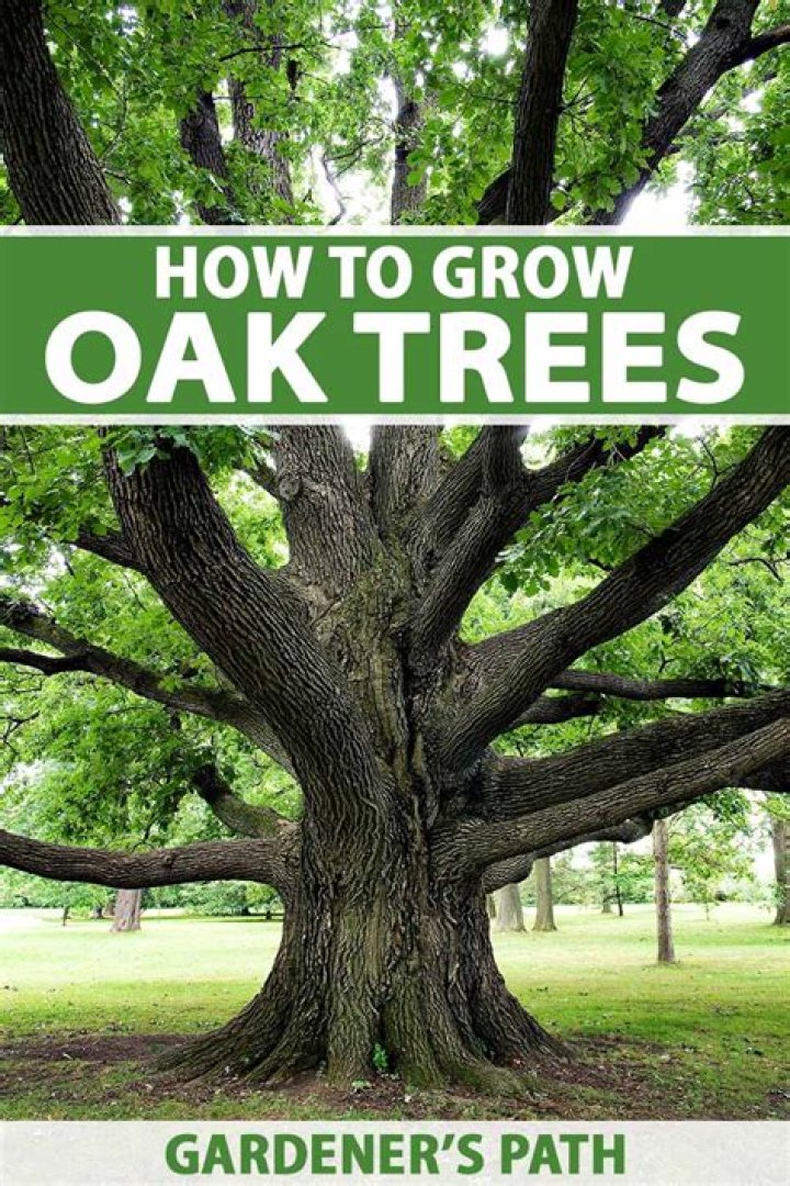 Will grass grow under live oak trees