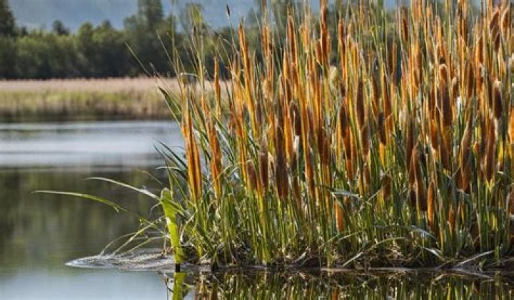 Will rodeo kill cattails